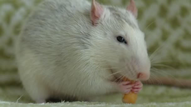 szary szczur jedzenia na kanapie żywności, zwierzęta - Materiał filmowy, wideo