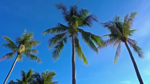 schilderachtige close-up beelden van kokospalmen op tropisch eiland - Video