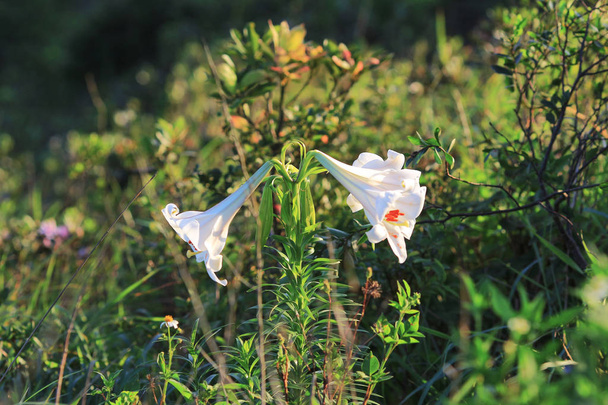 bir Beyaz Lilium regale 28 Haziran 2014 - Fotoğraf, Görsel