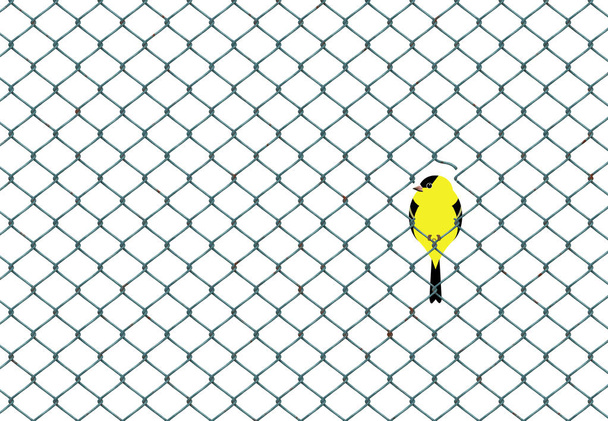 Des oiseaux jaunes et noirs ressemblant à des chardonnerets dorés sont vus avec d'autres reposant sur un fil de clôture à mailles de chaîne
.  - Photo, image