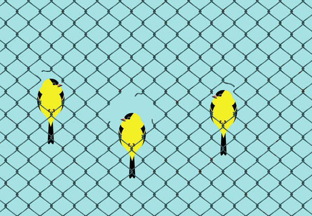 Uccelli gialli e neri simili a cardellini sono visti con gli altri appoggiati su filo metallico di recinzione
.  - Foto, immagini