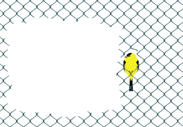 Pájaros amarillos y negros que se asemejan a jilgueros se ven con otros descansando en alambre de cerca de eslabón de cadena
.  - Foto, imagen