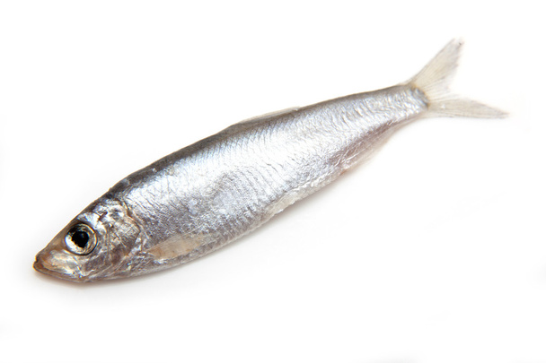 Sprats pieni öljyinen kala eristetty valkoisella pohjalla
 - Valokuva, kuva