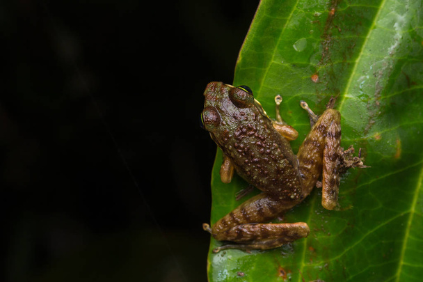 Frog on green leaves isolated on black, Torrent Frog of Borneo Island - Photo, Image