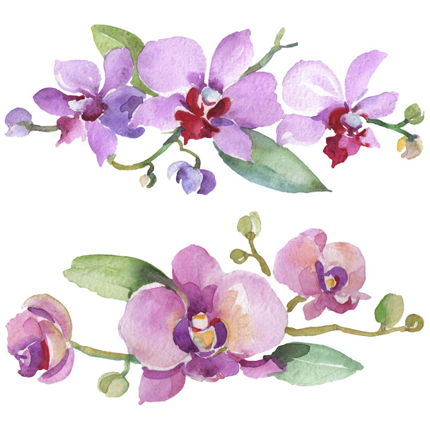 Орхидеи букеты цветочные ботанические цветы. Набор акварельных фонов. Изолированный элемент иллюстрации орхидей
. - Фото, изображение