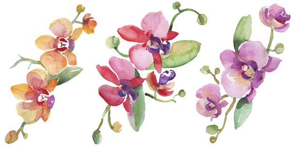Orchidee Blumensträuße botanische Blumen. Aquarell Hintergrundillustration Set. isolierte Orchidee Illustrationselement. - Foto, Bild