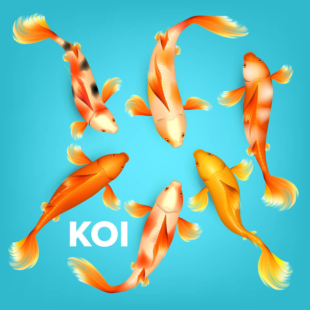 Цветовая гамма экзотической рыбы кои
 - Вектор,изображение