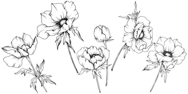 Vector Anemone floral botanical flowers. Black and white engraved ink art. Isolated anemone illustration element. - Vector, Image