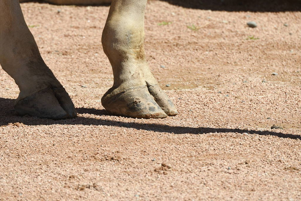 Details van een giraffe in een dierentuin in Italië - Foto, afbeelding