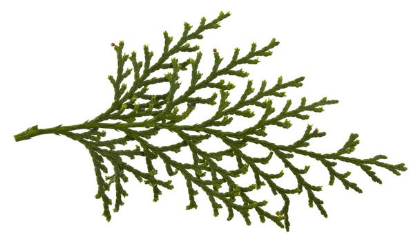 Green branch of thuja isolated on a white background close-up. - Φωτογραφία, εικόνα