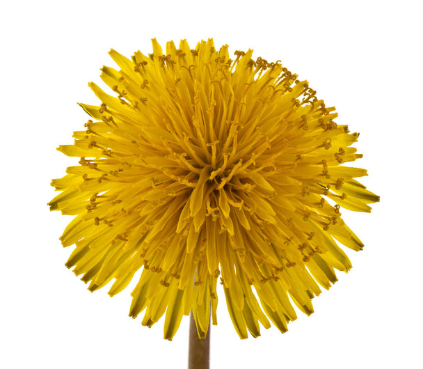 Yellow dandelion isolated on white background close up. - Photo, Image