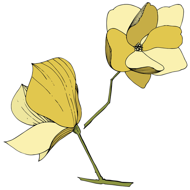 Τα βοτανικά λουλούδια του διανύσματος Magnolia. Κίτρινο χαραγμένο μελάνι τέχνης. Μεμονωμένο στοιχείο απεικόνισης μανόλιας. - Διάνυσμα, εικόνα