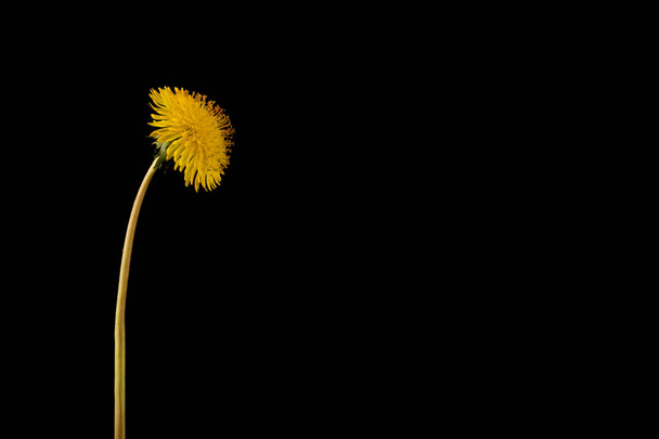 Yellow dandelion isolated on black background close up - Photo, Image