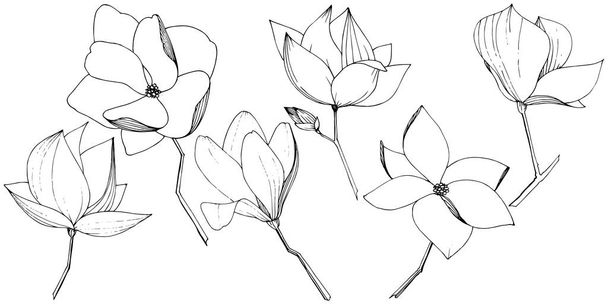 Vektori Magnolia foral kasvitieteellinen kukkia. Musta ja valkoinen kaiverrettu muste taidetta. Eristetty magnolia-kuvituselementti
. - Vektori, kuva