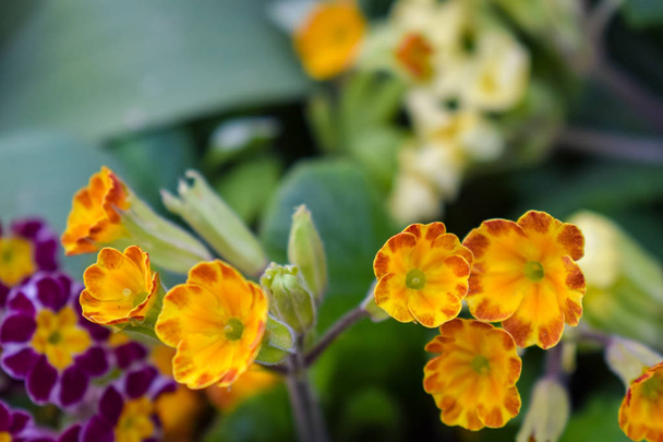Primrose or primula vulgaris is the first flower blossoming. Primrose in spring garden. - Photo, Image