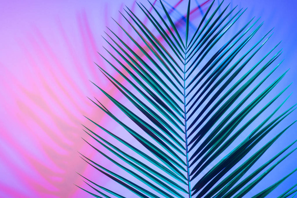 Яркие тропические листья рая, пальмовые листья в неоновом свете
 - Фото, изображение