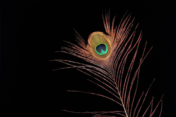Peacock Feather Isolated on Black - Photo, Image