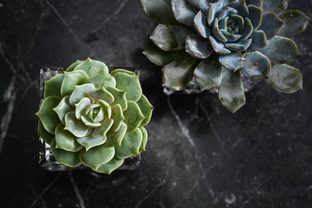 Sukulentní rostliny na černém mramorovém stole z pohledu shora - Fotografie, Obrázek