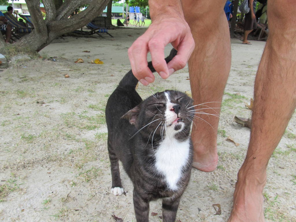fekete thai macska hunyorít örömmel a reményben, hogy az emberi férfi keze Pat neki az arcon - Fotó, kép