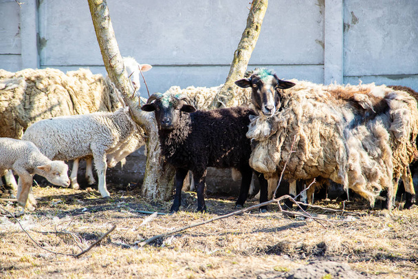 not sheared sheep in the yard. selective focus. - Photo, Image