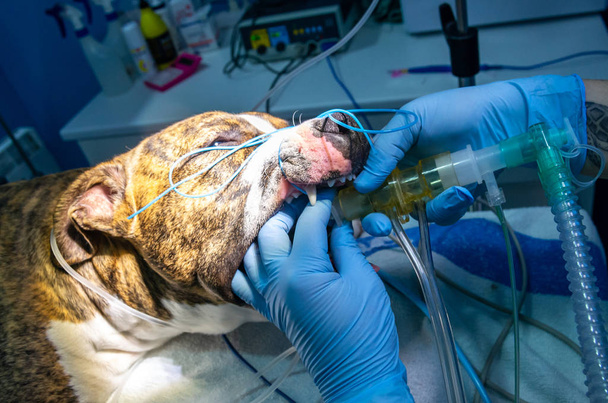 Intubación endotraqueal en un perro anestésico
 - Foto, Imagen