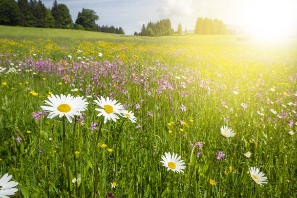 πανοραμική λιβάδι με ανοιξιάτικα λουλούδια και ηλιαχτίδες - Φωτογραφία, εικόνα