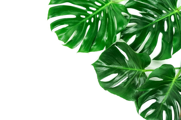 green monstera leaves on white background - Photo, Image