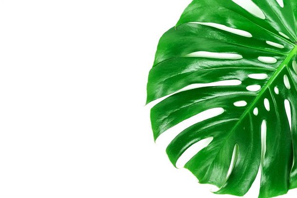 monstera green leaf on white background - Photo, Image