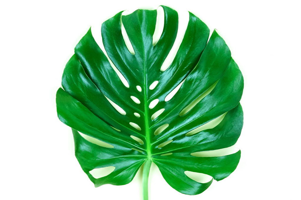 monstera green leaf on white background - Foto, afbeelding