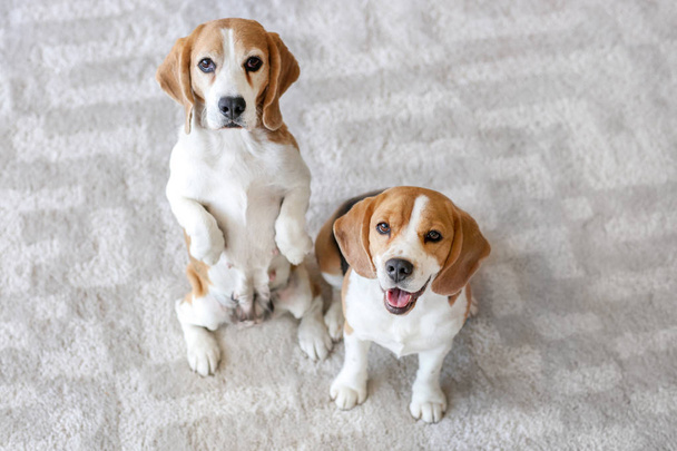 Cute funny dogs on carpet at home - Фото, зображення