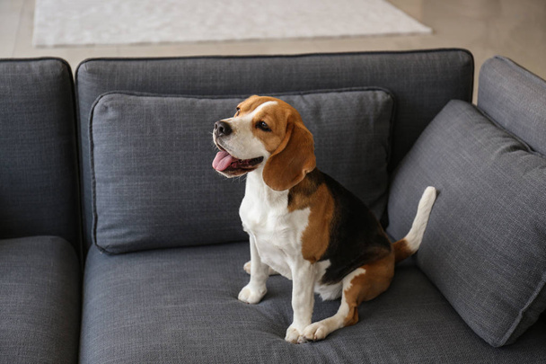 Śliczne śmieszne pies siedzi na kanapie w domu - Zdjęcie, obraz