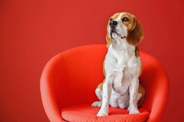 Cute funny dog sitting in armchair on color background - Foto, afbeelding