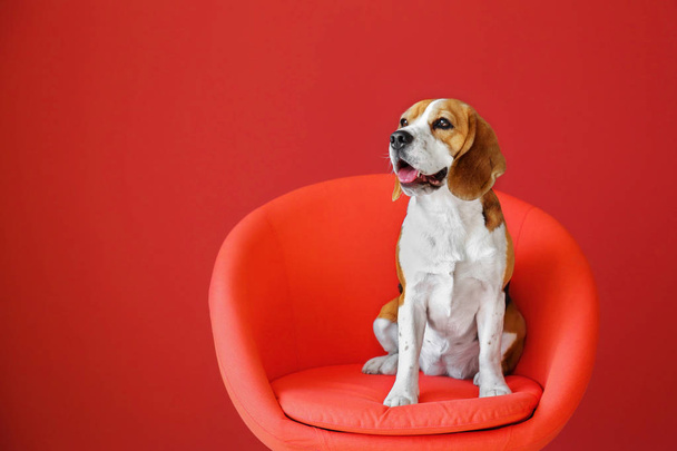 Χαριτωμένο αστείο σκυλί κάθεται στην πολυθρόνα στο χρώμα φόντο - Φωτογραφία, εικόνα