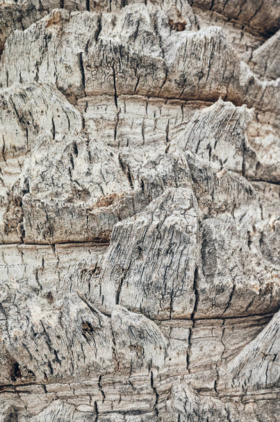 Palm tree trunk close up picture. - Photo, Image