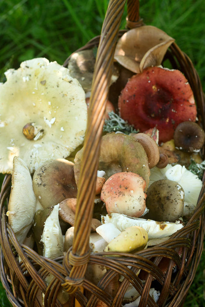 Una cesta llena de setas del bosque de verano de diferentes tonos pastel sobre el fondo de un claro del bosque
. - Foto, imagen