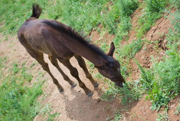かわいい子馬は春の牧草地で昼食を食べている. - 写真・画像