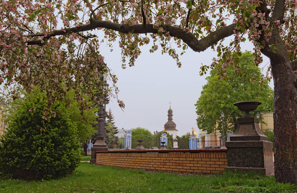 Naturkonzept. Baum in voller Blüte auf dem Heiligen Wladimir Hügel. Im Hintergrund ein weißer alter Glockenturm. Frühlingshafter nebliger Morgen. heiliger Wladimir-Hügel, kyiv, ukraine - Foto, Bild