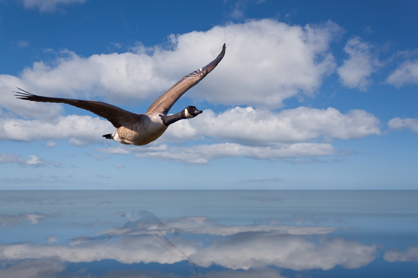 Канада Goose - Фото, изображение
