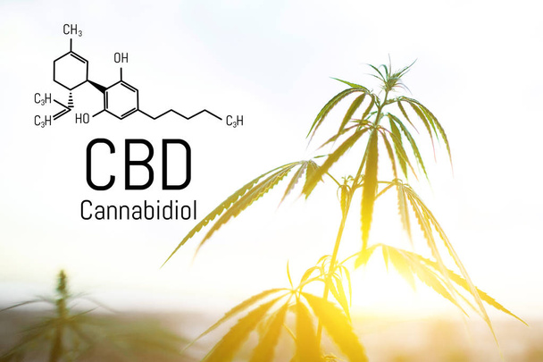 CBD is in hemp extract. Cannabidiol Formula. Concept of use in t - Photo, Image