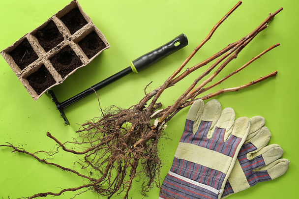 Саженцы деревьев с перчатками, граблями и почвой на цветном фоне
 - Фото, изображение