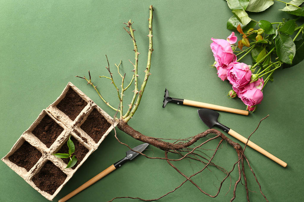 Mudas de rosa com ferramentas, solo e flores no fundo de cor
 - Foto, Imagem