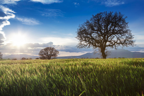 Campo de remolacha verde y sol en el cielo azul. Paisaje agrícola
 - Foto, Imagen