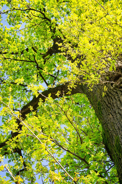 Detalle de un follaje nuevo, lujurioso y verde sobre las ramas de un árbol viejo
. - Foto, imagen