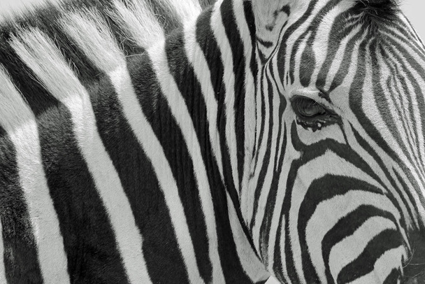 Burchell's Zebra, as photographed in the complete wilds of Namibia, southwestern Africa.  The Zebra is truly an Iconic animal, with individual and unique stripes, lines and patterns, this mammal represents Nature in all her beauty.  Elegance.  - Photo, Image