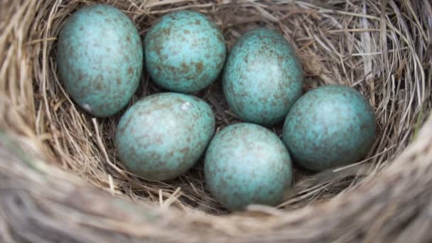 Thrush's nest with six blue eggs close up in spring. Slow motion - Video