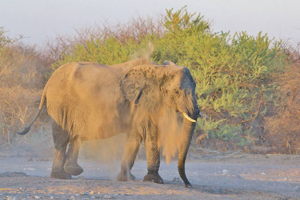 Африканский слон, как видно в полных дебрях Намибии, на юго-западе Африки. Живя в охраняемых национальных парках, эти благородные и культовые животные представляют собой крупнейших наземных млекопитающих в мире. Власть, сила, забота и семейные узы
.   - Фото, изображение
