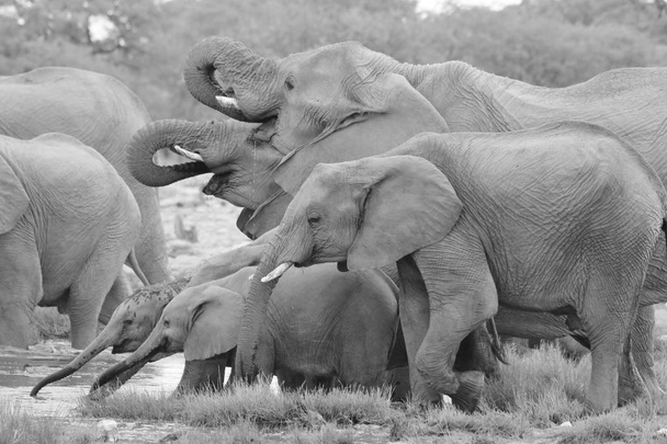 Éléphant d'Afrique, comme on le voit dans toutes les régions sauvages de Namibie, Afrique du Sud-Ouest. Vivant dans des parcs nationaux protégés, ces animaux gracieux et emblématiques représentent le plus grand mammifère terrestre au monde. Puissance, force, amour et liens familiaux
.   - Photo, image