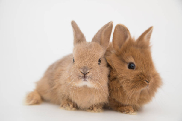 Bunny funny rabbits - Foto, Imagen