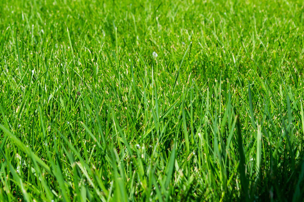 green grass lawn background. beautiful nature texture - Photo, Image