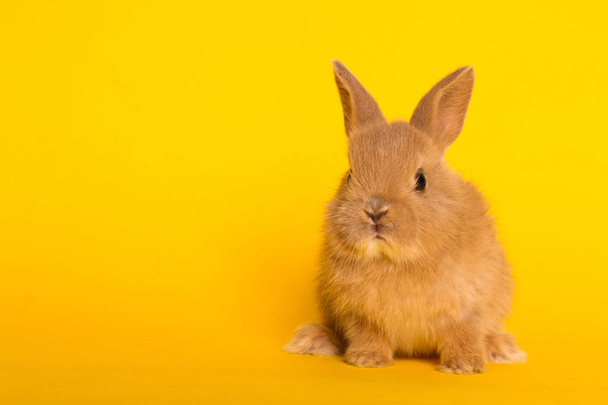 Bunny funny rabbit - Zdjęcie, obraz
